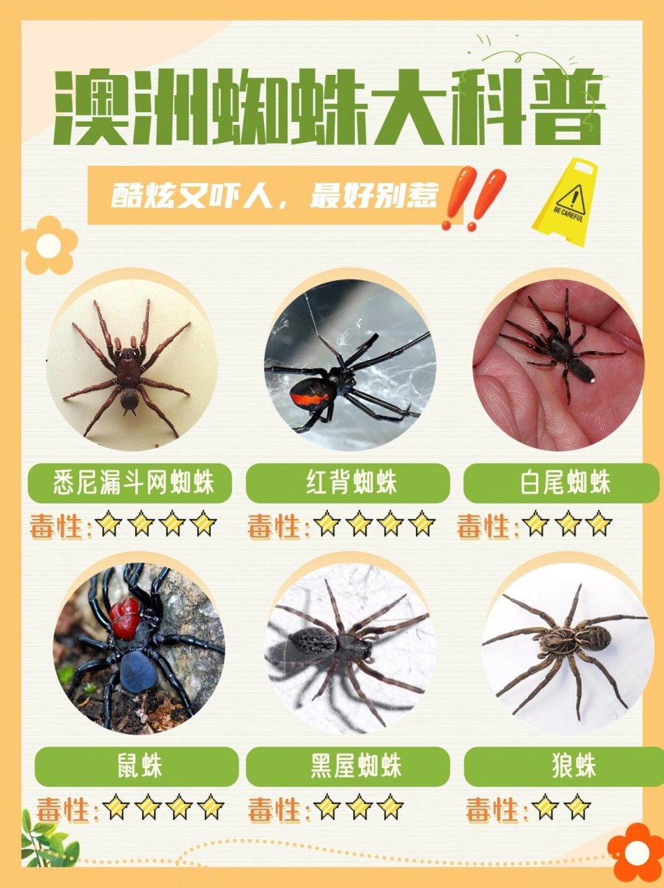 澳洲有毒蜘蛛大曝光 咱们也知道澳大利亚自然资源比较丰富,生物多样性