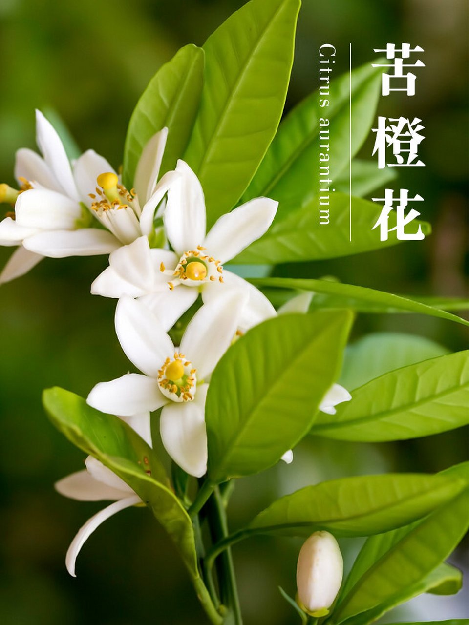精油科普|单方精油——【苦橙花】 橙树是盛产精油的树木,不同部位可