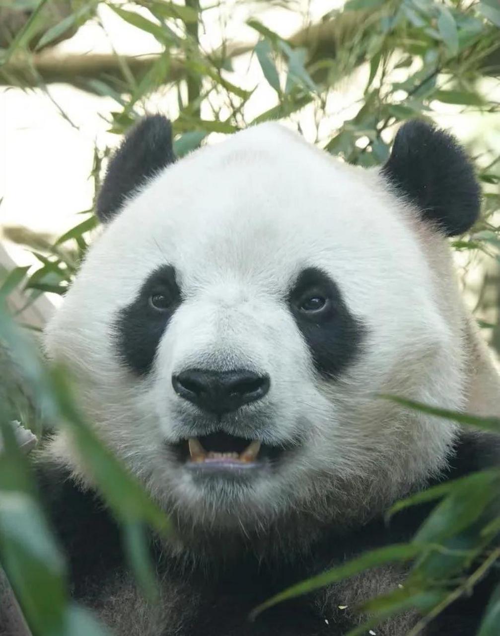 之前,大熊猫胖大海学习萌兰咬手手转圈圈