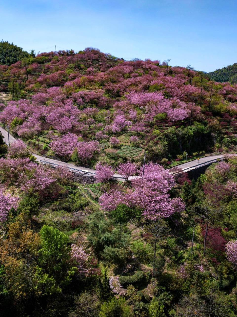 宁波樱花谷图片