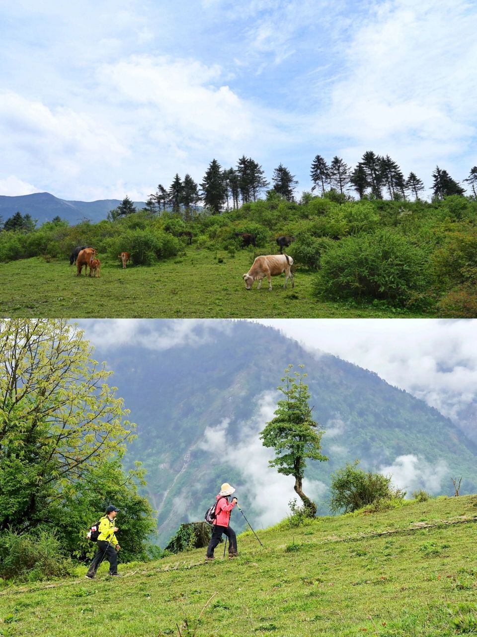 耿达|熊猫坪 94熊猫坪,位于卧龙耿达乡,这里的山顶有一个很大的草坪