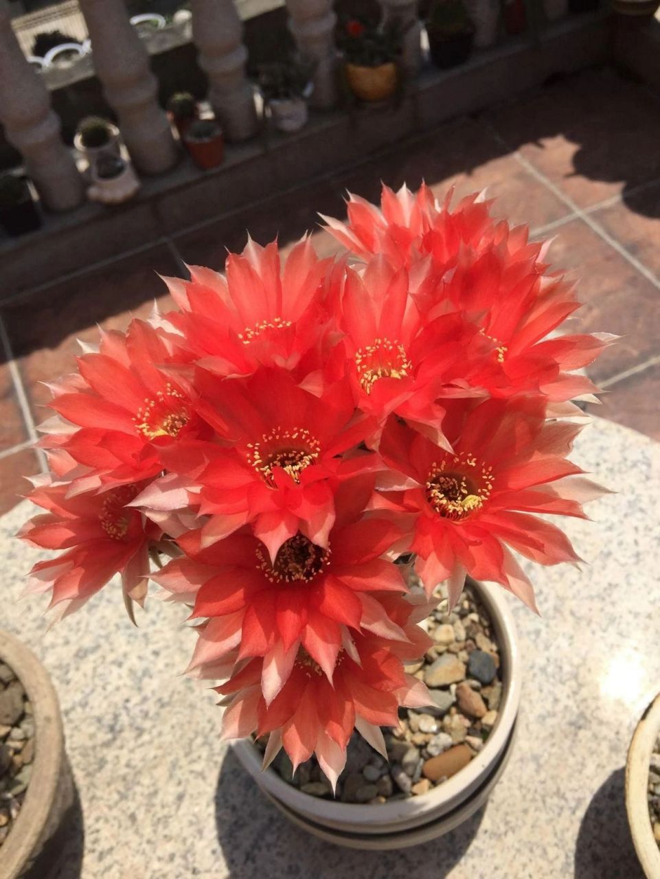 实生黑金刚仙人球 92实生根,柱体直径3-4厘米,高5-6厘米.