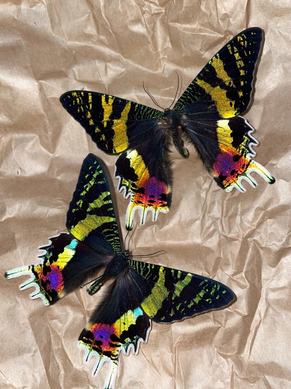 太阳蛾 马达加斯加金燕蛾 你是我的98 8415中文正名:马达加斯加