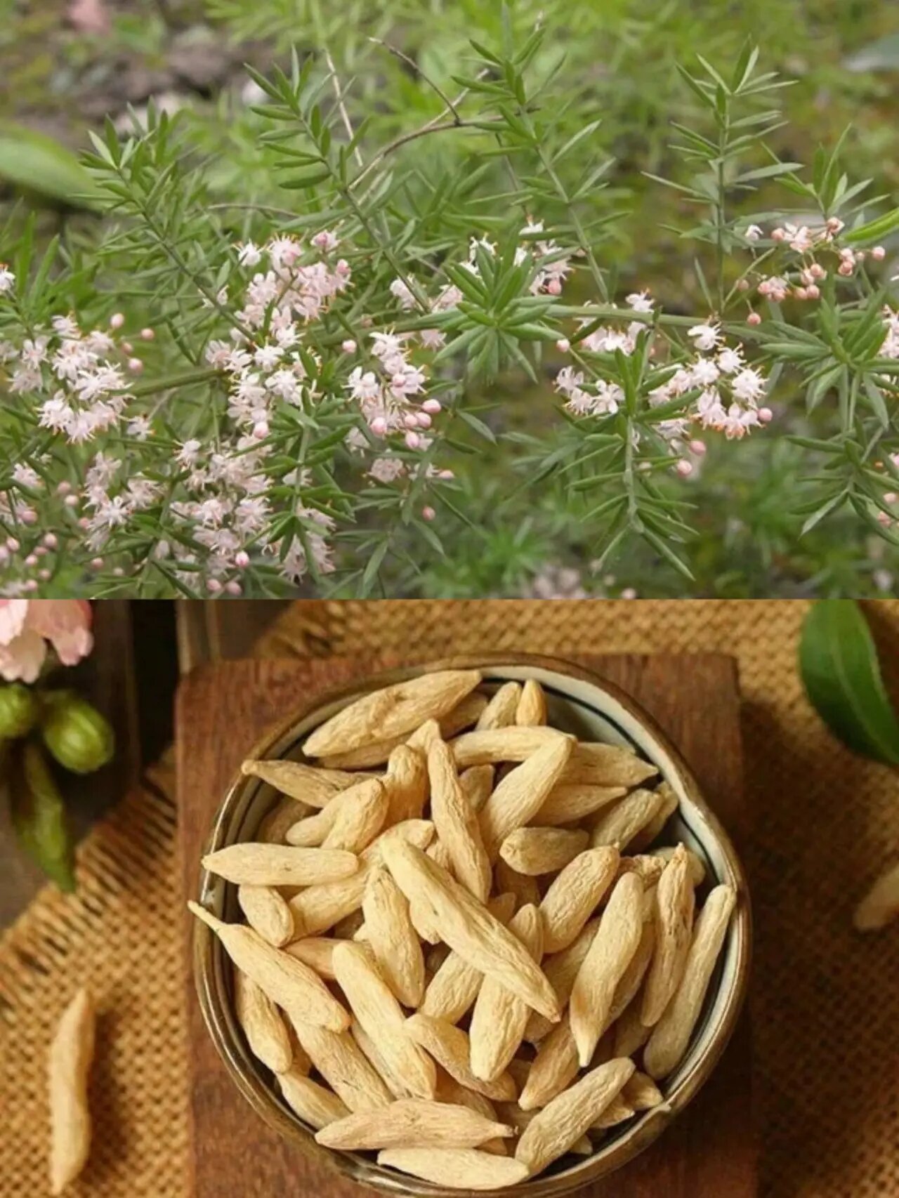 每天认识一种中草药【天冬】73 92天冬别名:天门冬,小叶青,三百棒