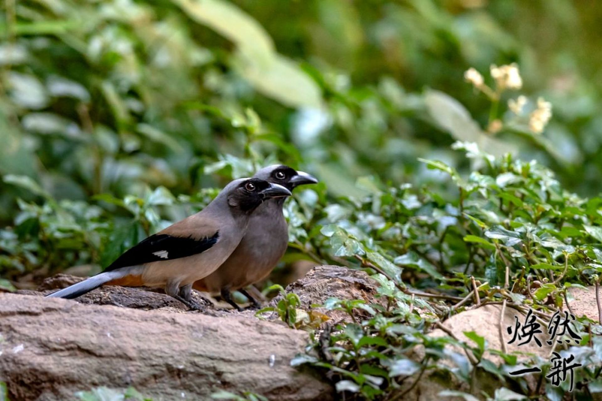 灰树鹊 灰树鹊在《中国鸟类野外手册》编号633(学名:dendrocitta