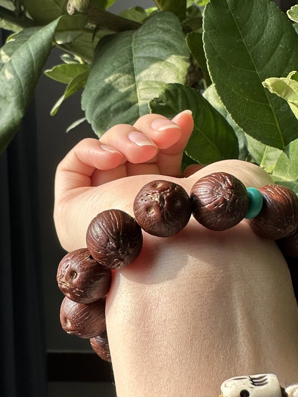 前鼠后猫的原皮紫金鼠真的太美了6015 紫金鼠原皮前鼠后猫接近