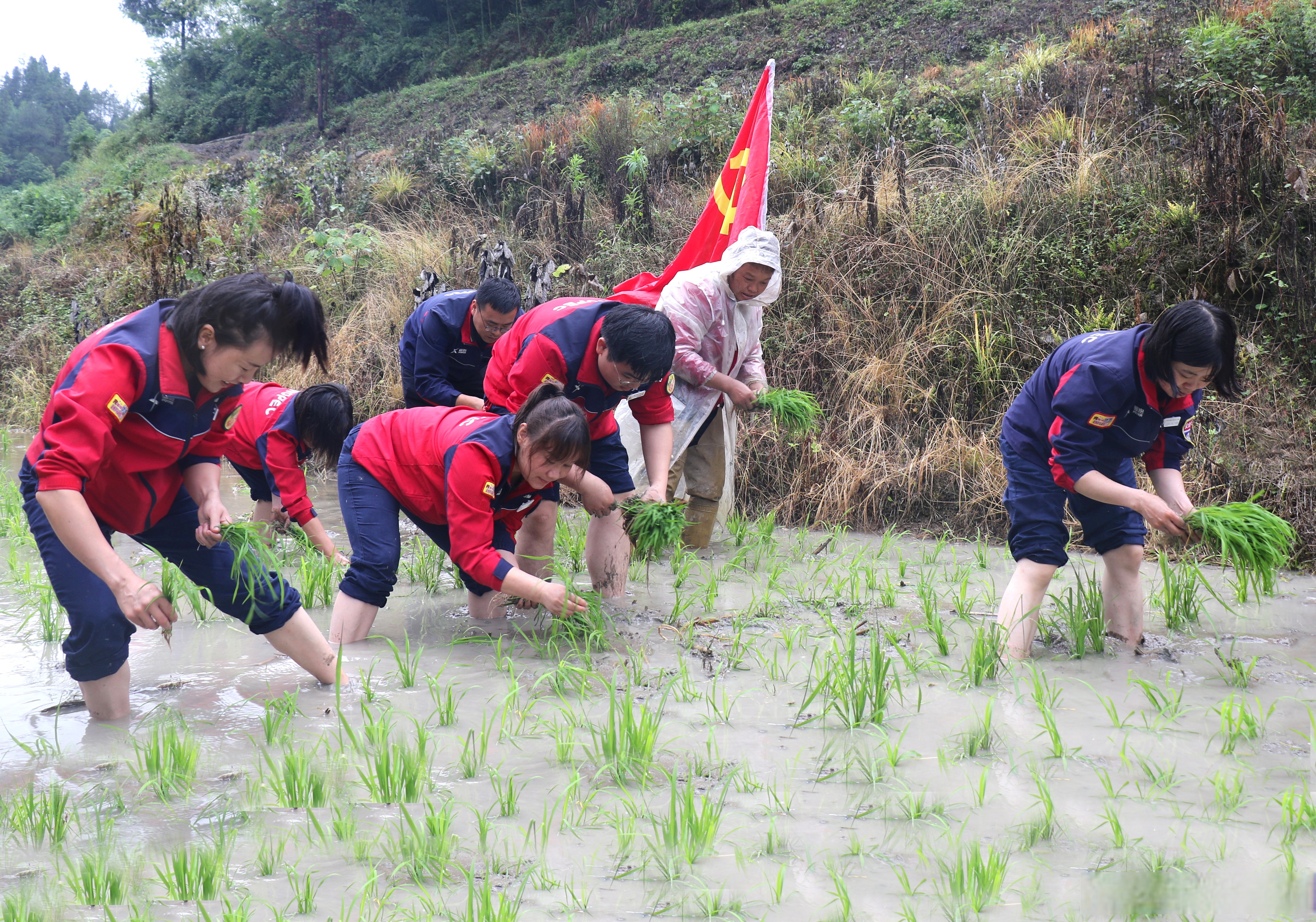 【石化"志愿红"助力"春耕绿"】眼下正值水稻栽插黄