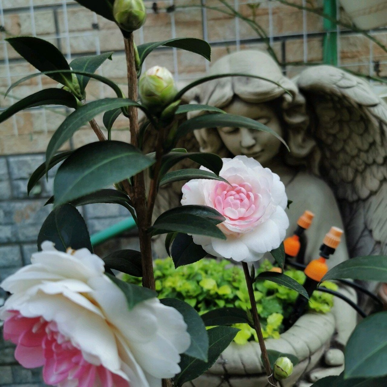 种了那么多品种茶花,比较推荐的是斑水屋,红叶贝拉,牧童之神,三赛