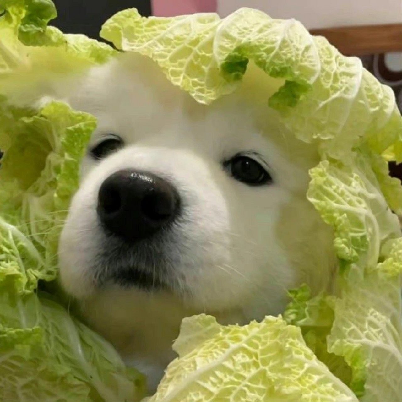 可爱沙雕的狗狗头像