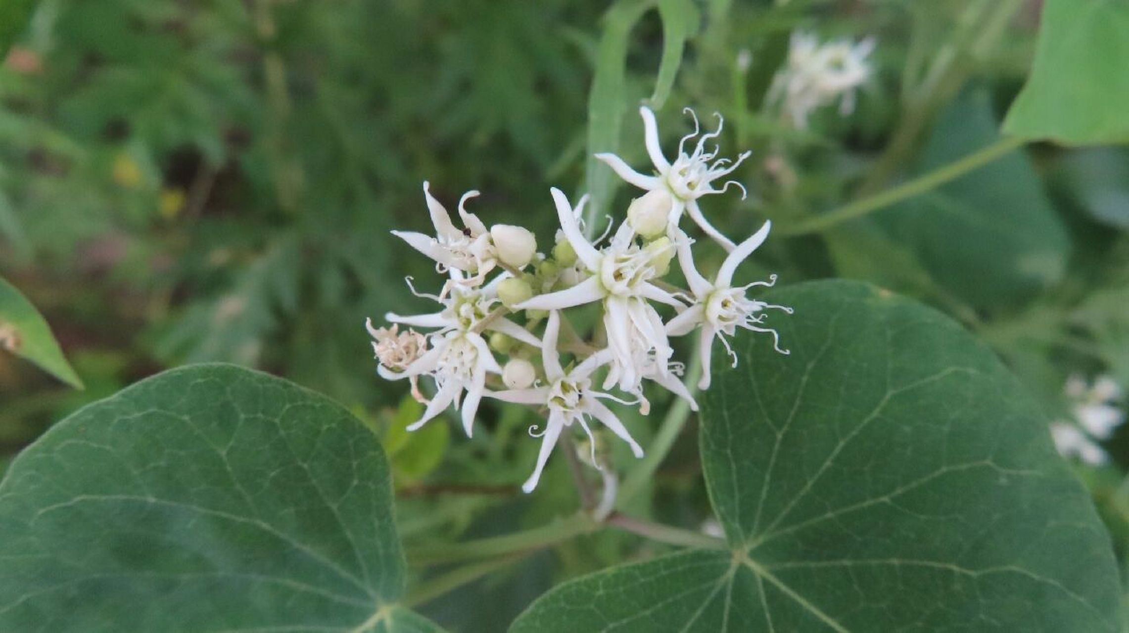 鹅绒藤,萝藦科鹅绒藤属多年生草本植物 以前也曾经为它作过诗:叶片对