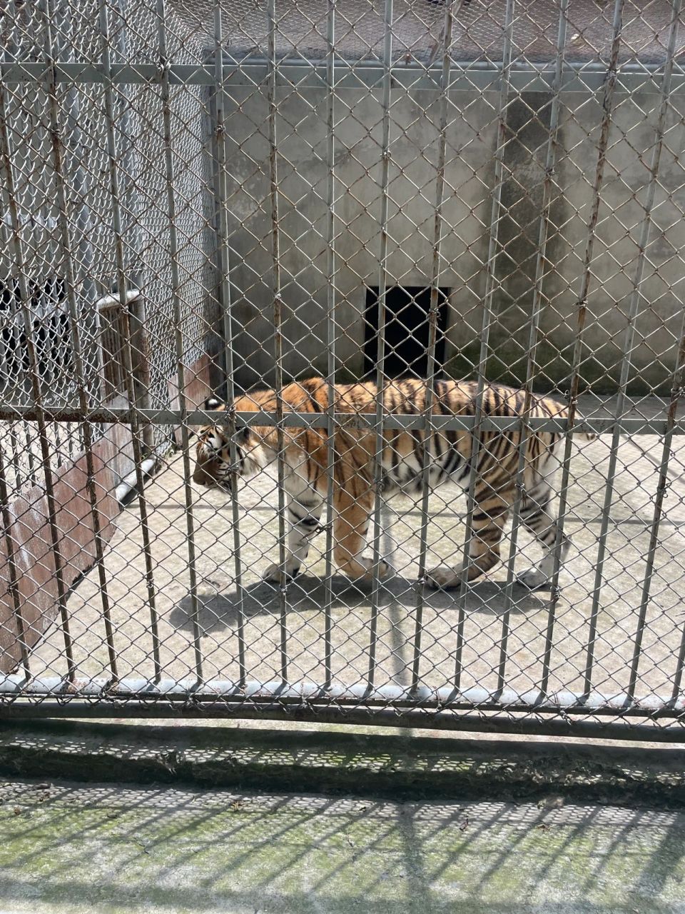 现在出门我都会带三个保安 再买一份保险 这里有个私人动物园 门票