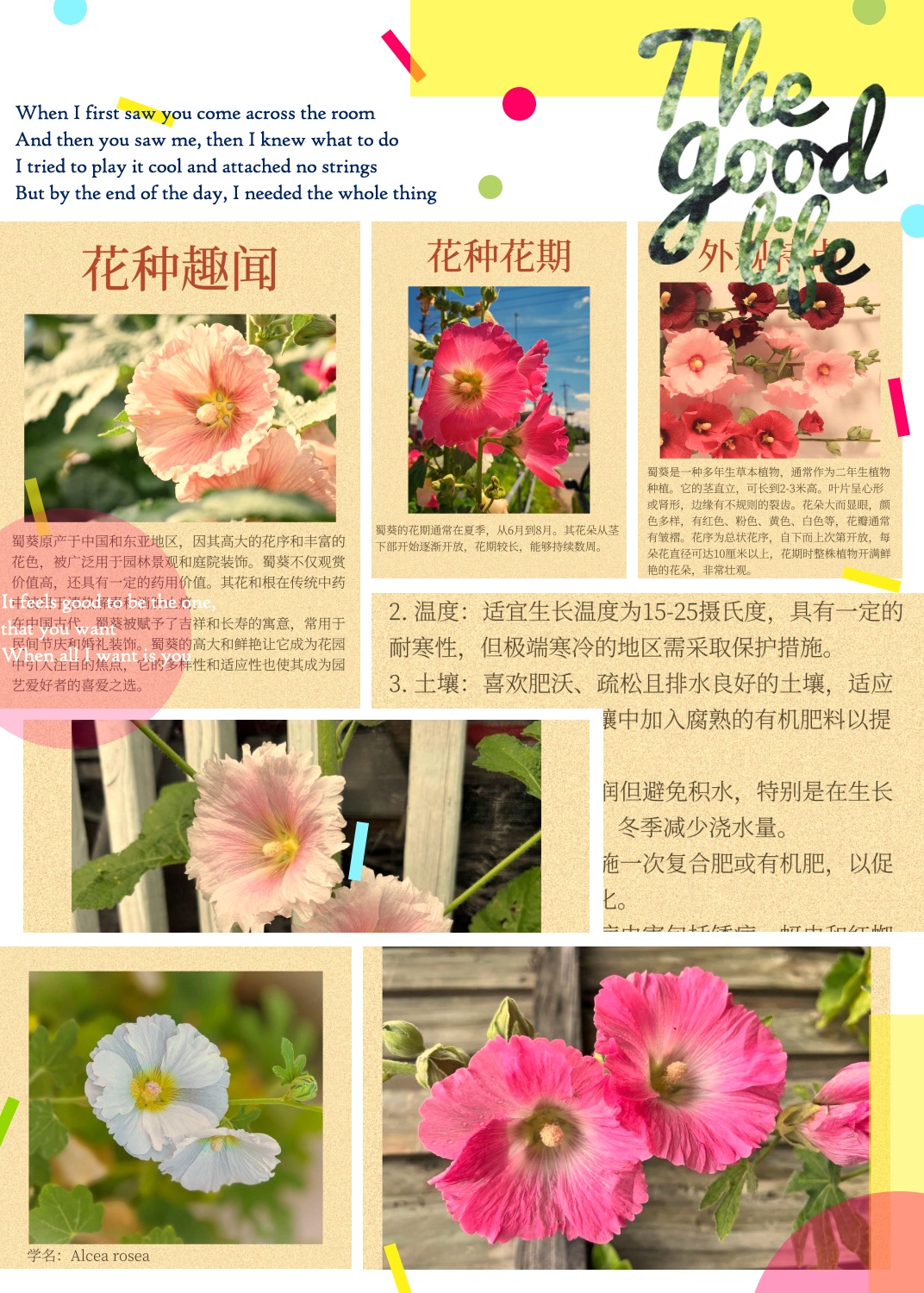 别名:一丈红,戎葵  科属:锦葵科(malvaceae),蜀葵属(alcea)  花卉花语