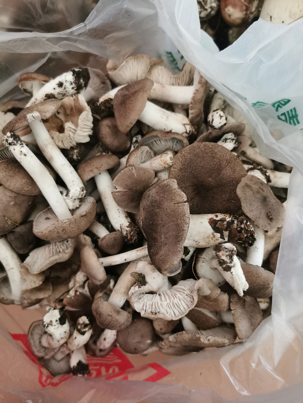 茅草菌(棕灰口蘑