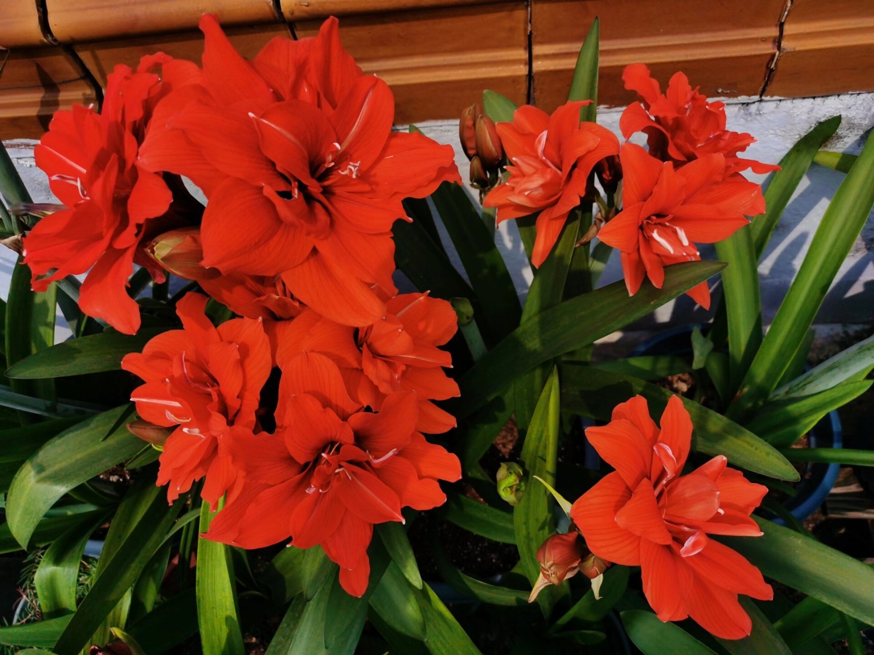 朱顶红-赛利卡 赛利卡还有个奇奇怪怪的名字,叫丁克,应该不是我们理解