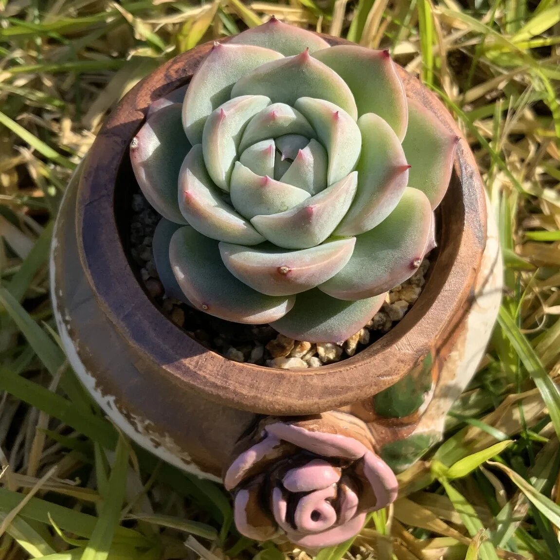 echeveria crystal rose 水晶玫瑰丨多肉