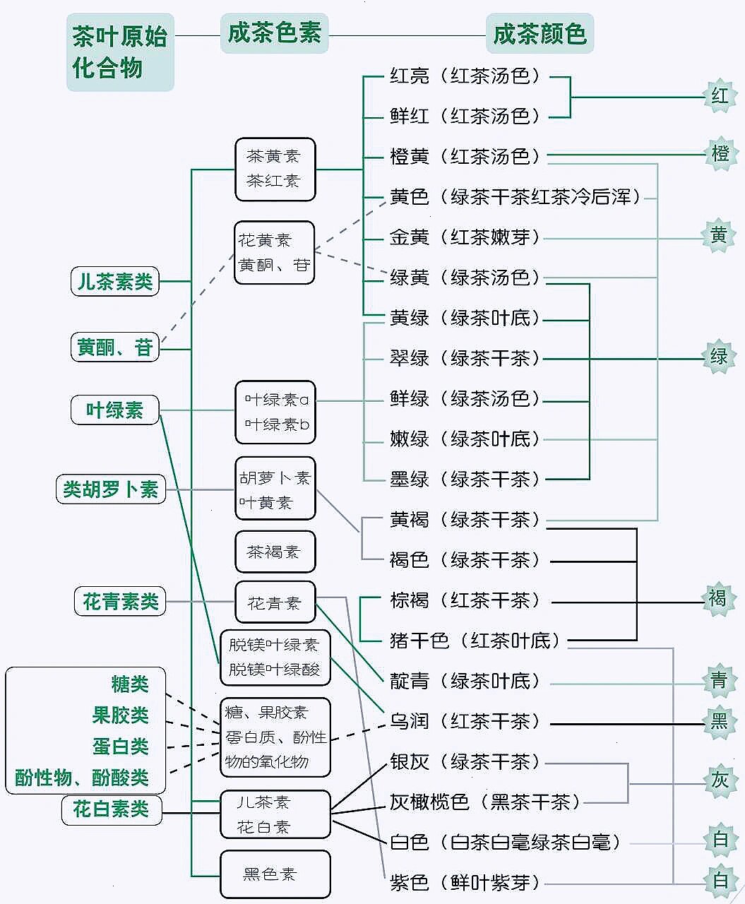 茶树花的结构图片