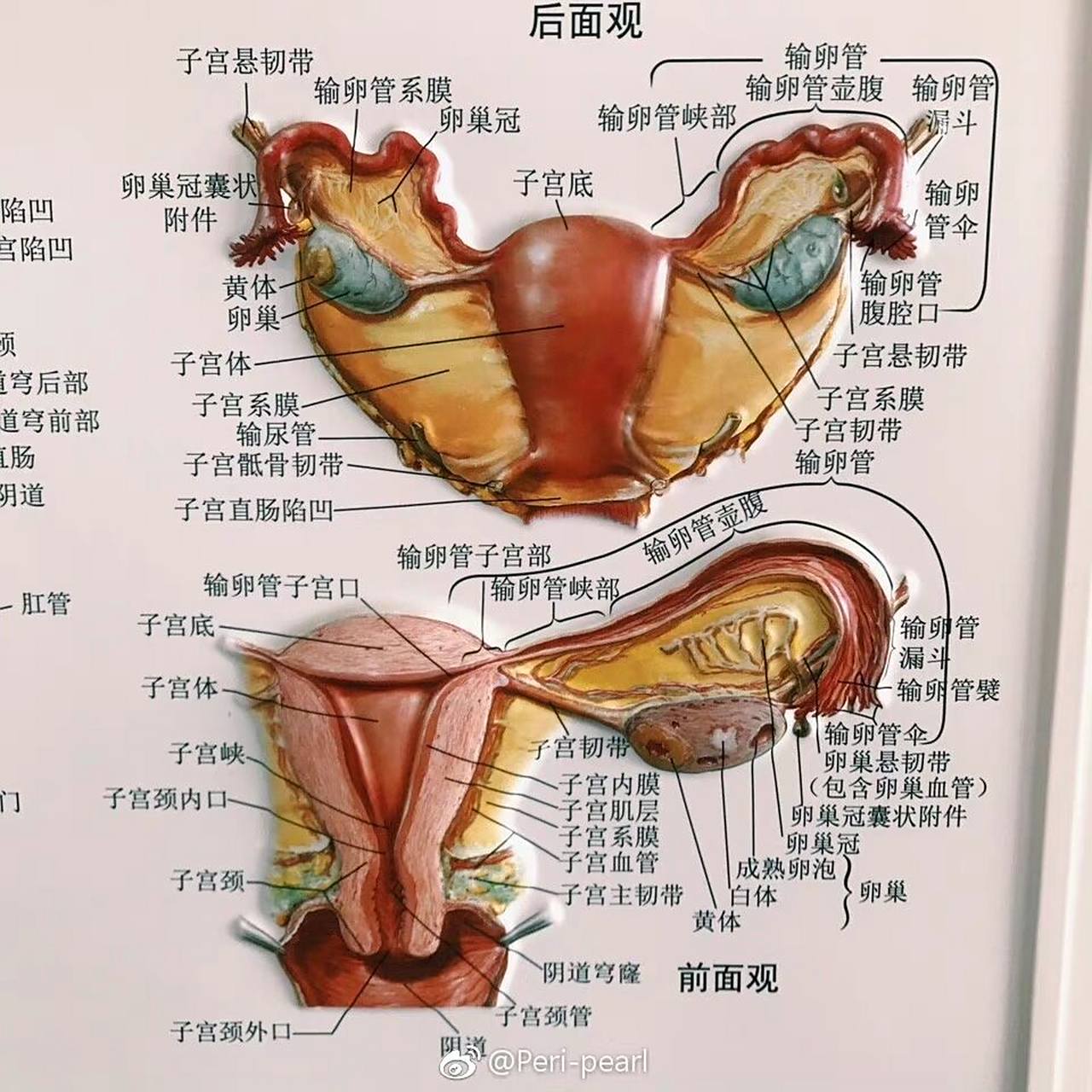 妇产科笔记 图片比文字更清晰易懂～  9