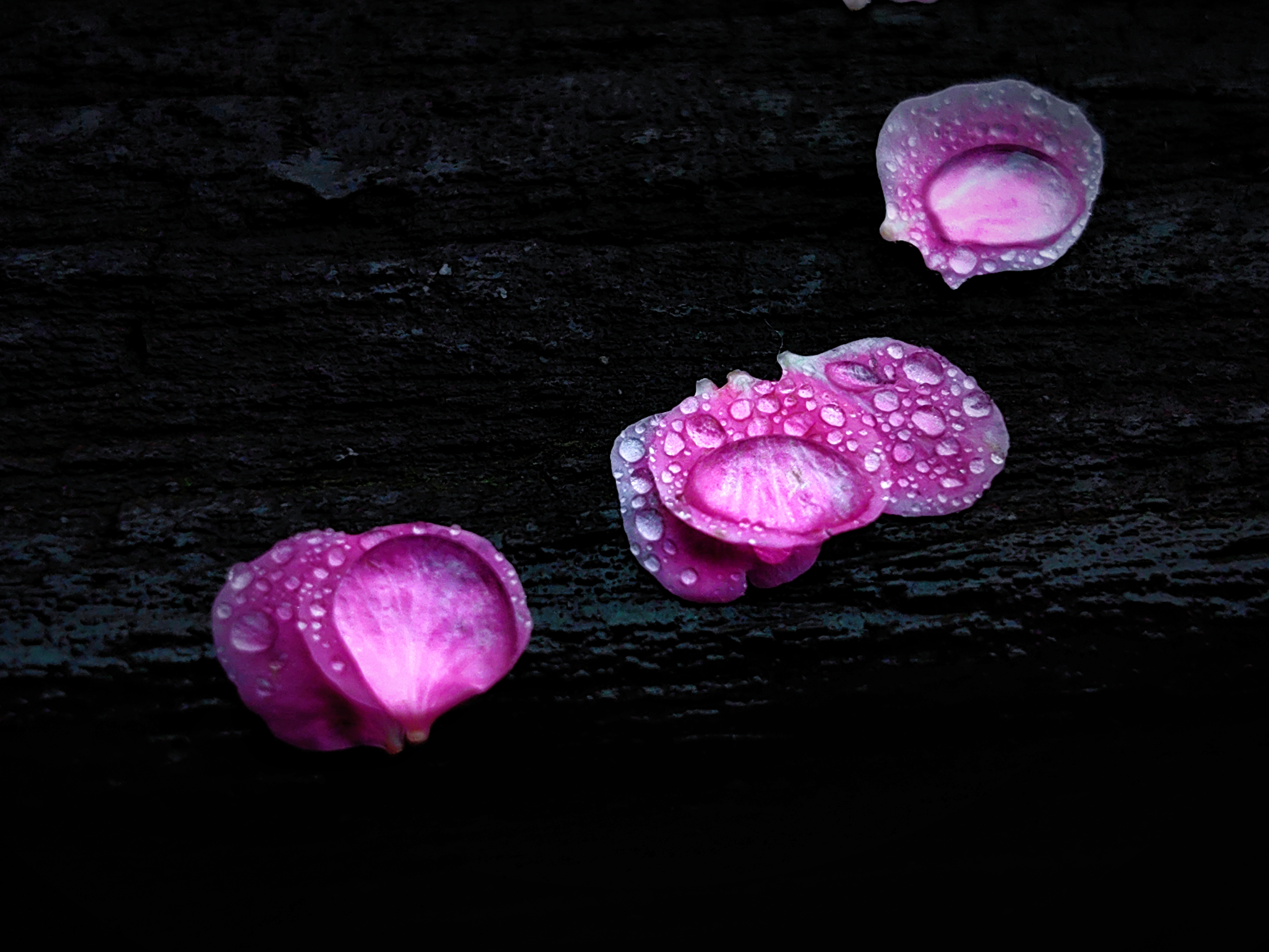 雨后的花瓣在雨后的空气中,那些凋落的梅花花瓣静静地躺在湿润的土地