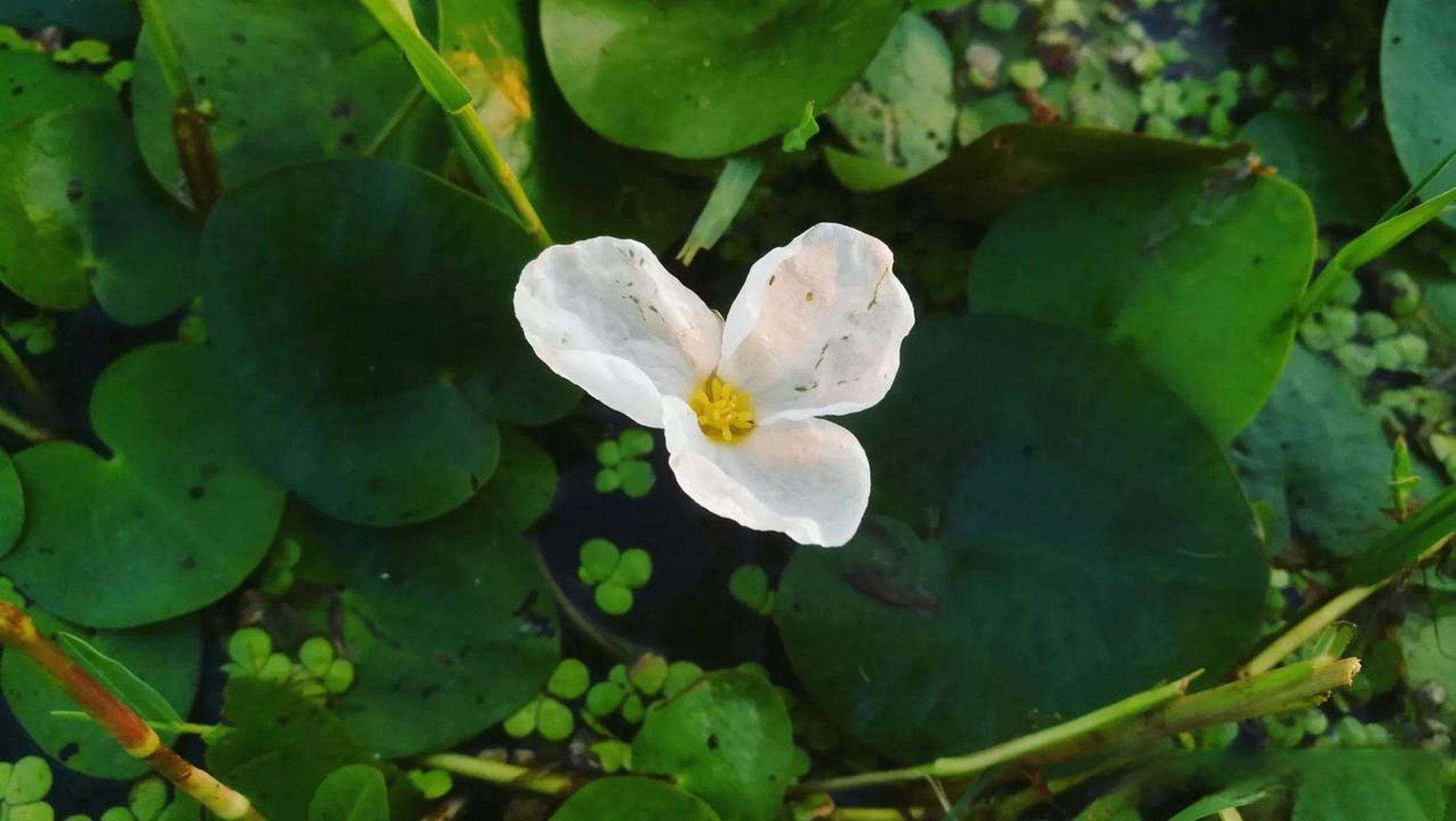 河里长着很多菱角花,挺好看的.