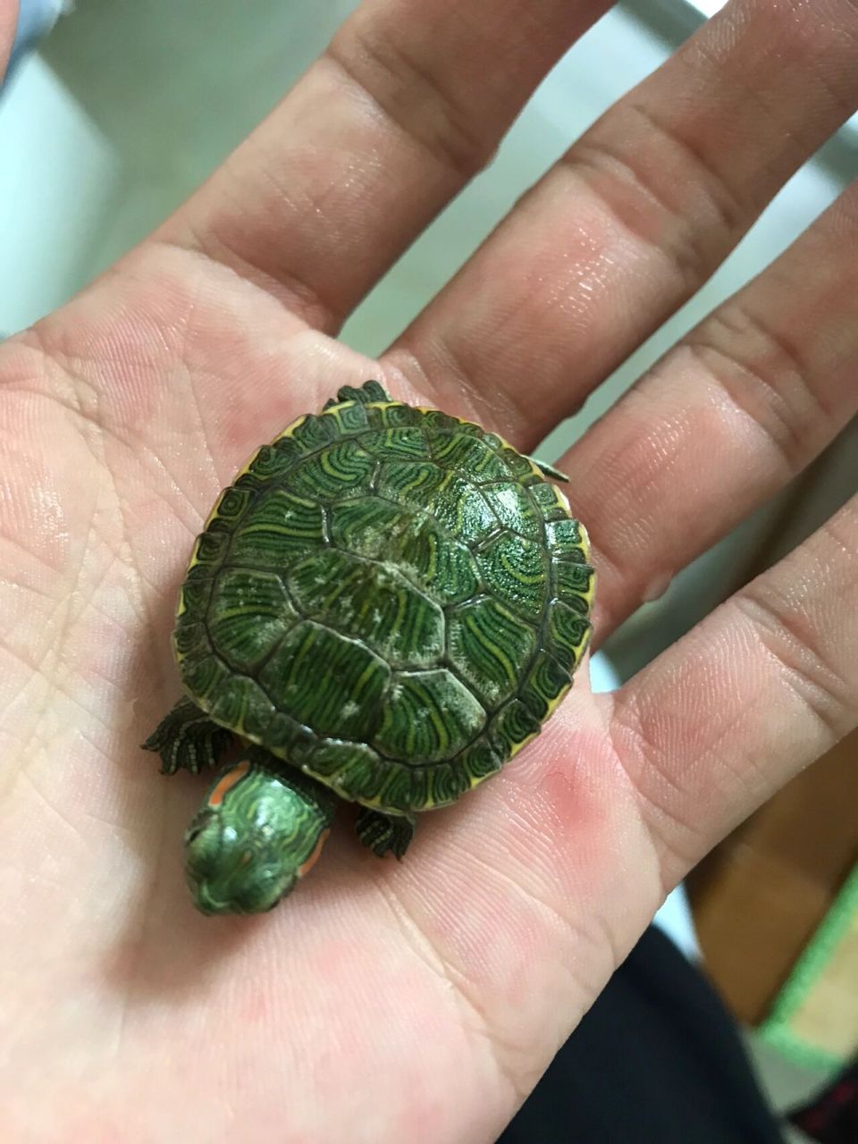 乌龟背上长白色的东东,是要换甲了嘛?