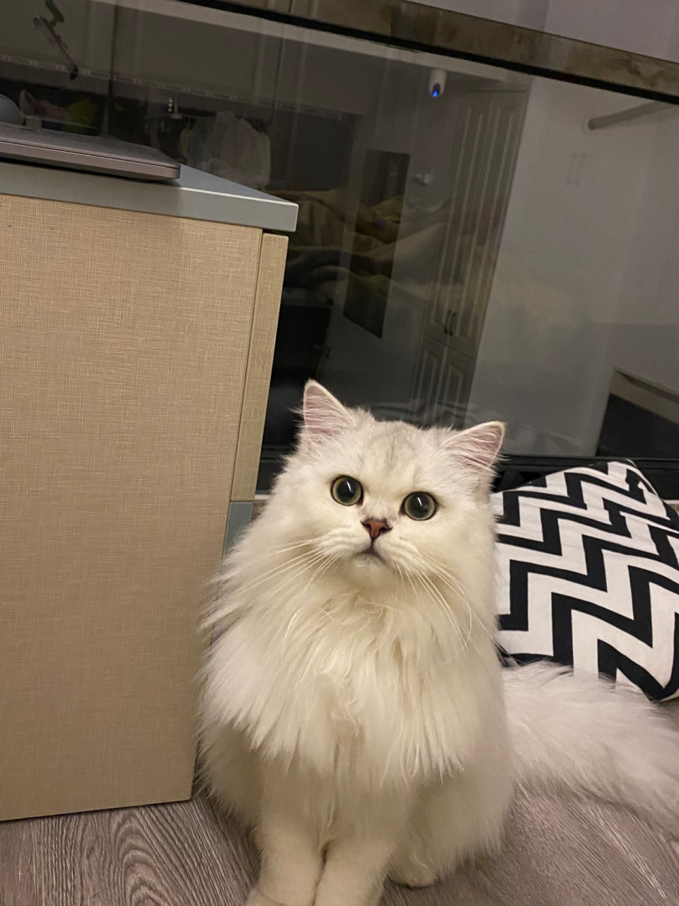 金吉拉还是长毛银渐层?