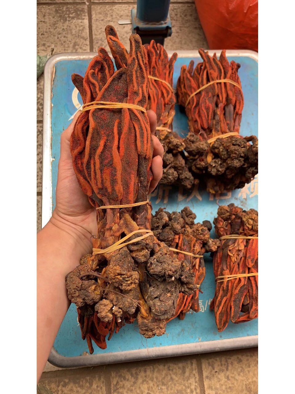 听名字想功效 回春草又名回心草,肉苁蓉,地灵芝,是一种天生的草芽