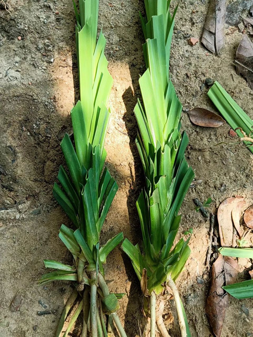 斑斓苗,很好种1种就活.不挑地方,阳台都可以种