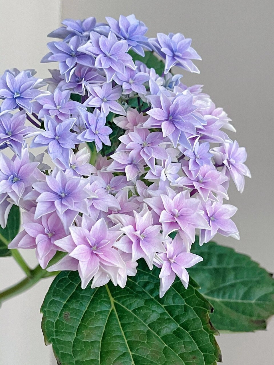 绣球 天书   又是盆栽嘎得球,这个颜色调的深入我心!