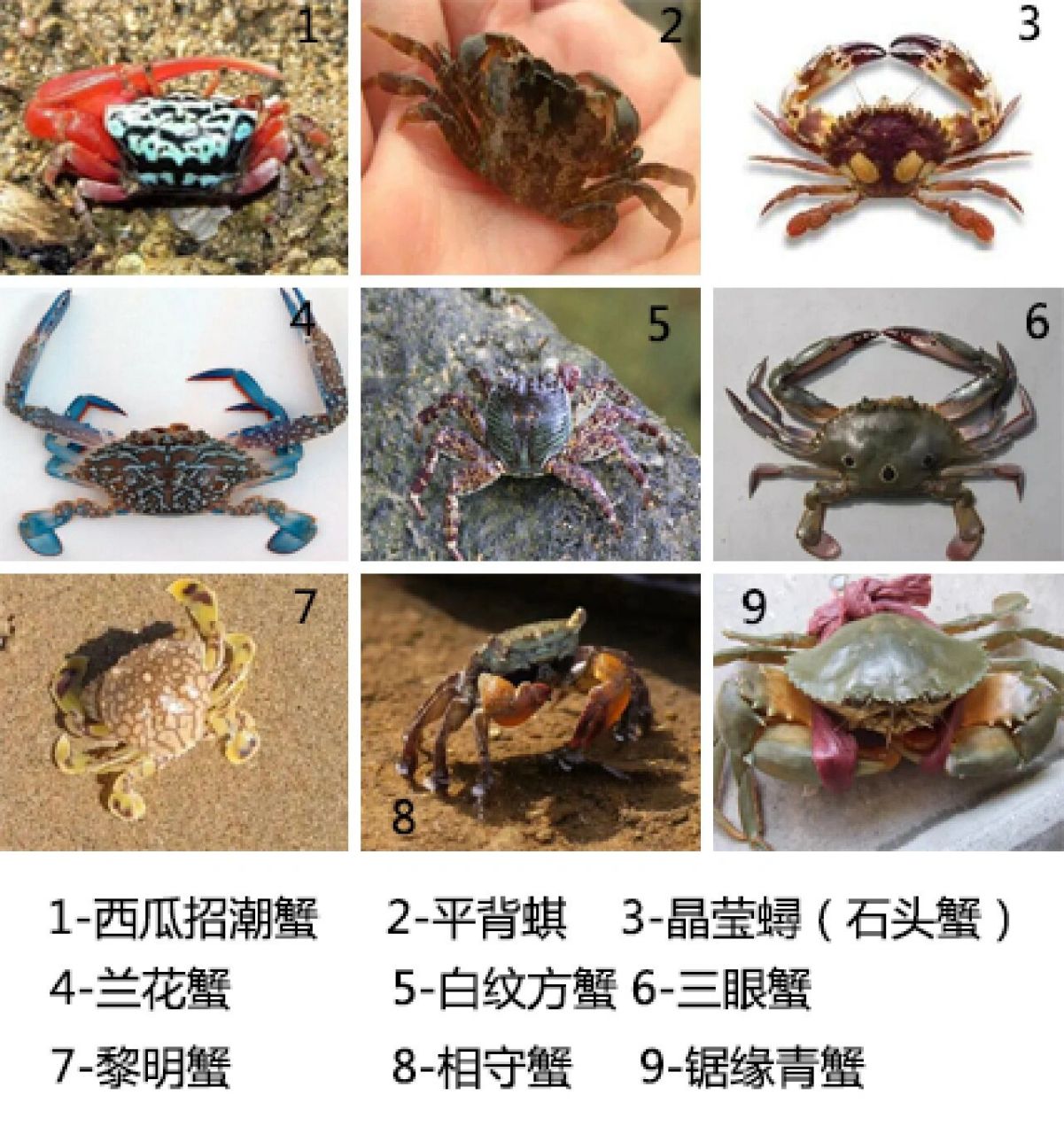 深圳赶海常见无毒螃蟹图鉴 记录一些深圳海域的无毒螃蟹,除了兰花蟹都