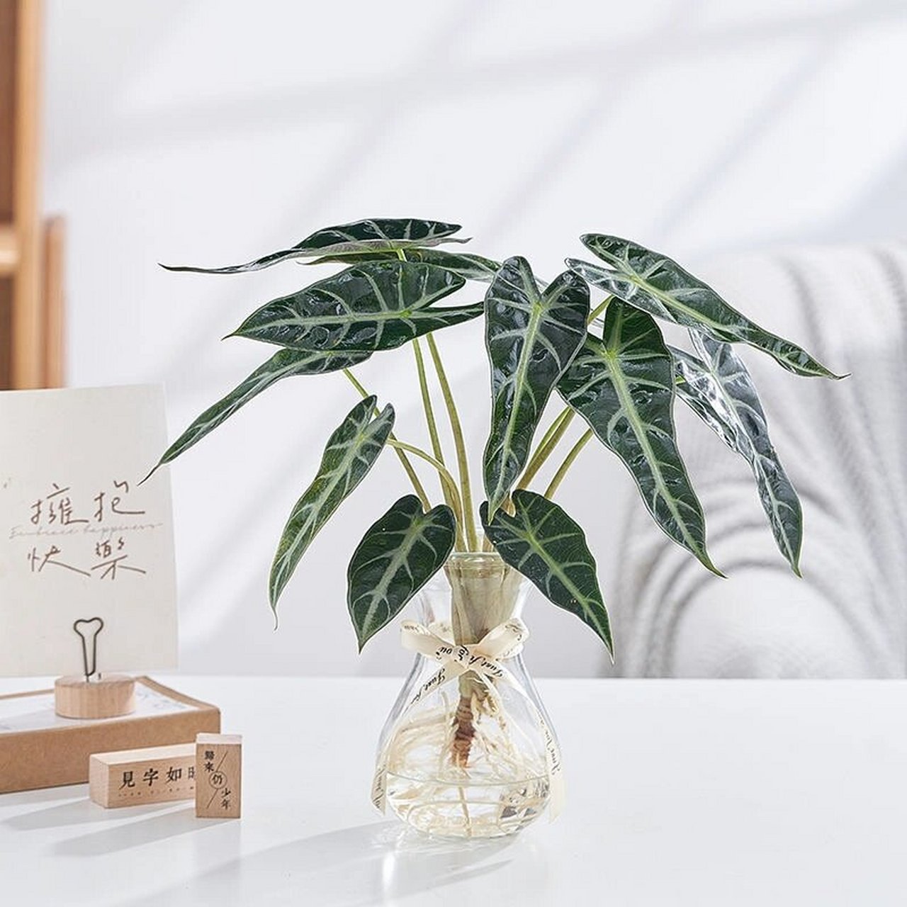 水培植物室内客厅绿植(小仙女) 植物名称～小仙女 这是一款适合内室