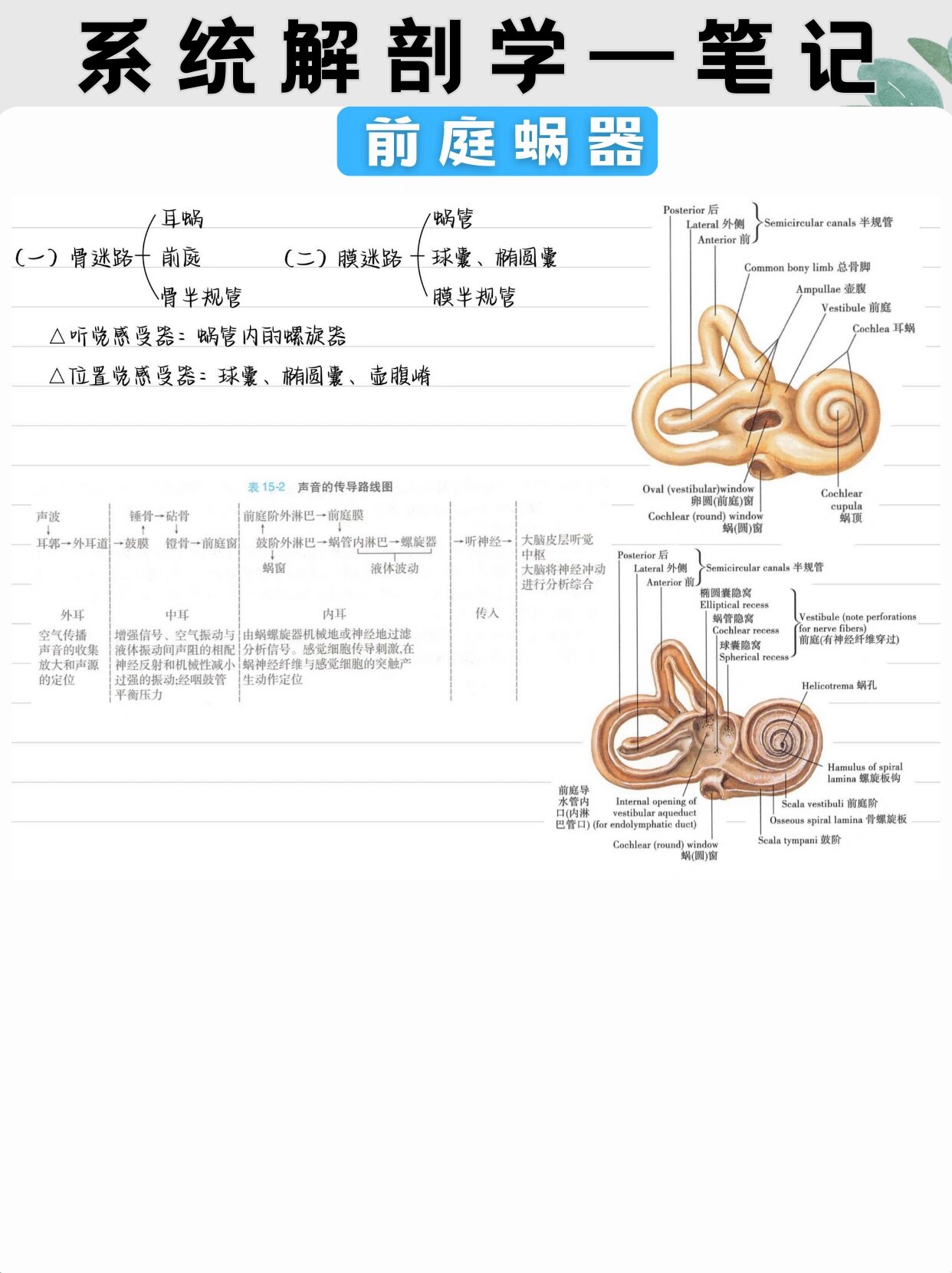 系统解剖学笔记分享【前庭蜗器】day27