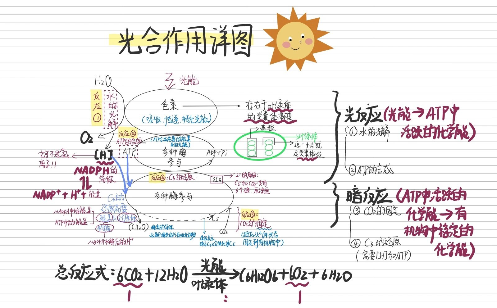 光合作用色素分布图片