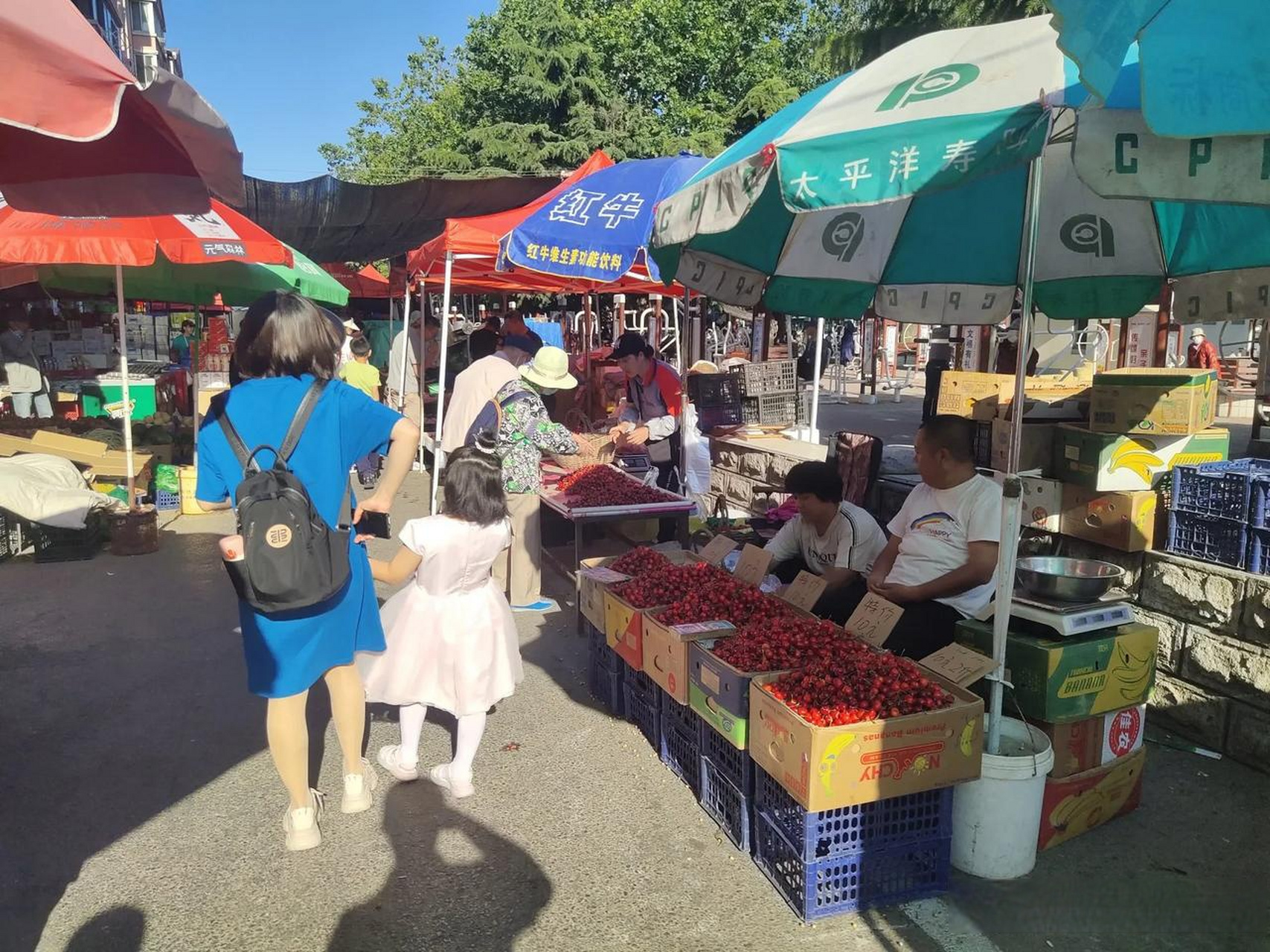 大连是我国著名的樱桃产地.