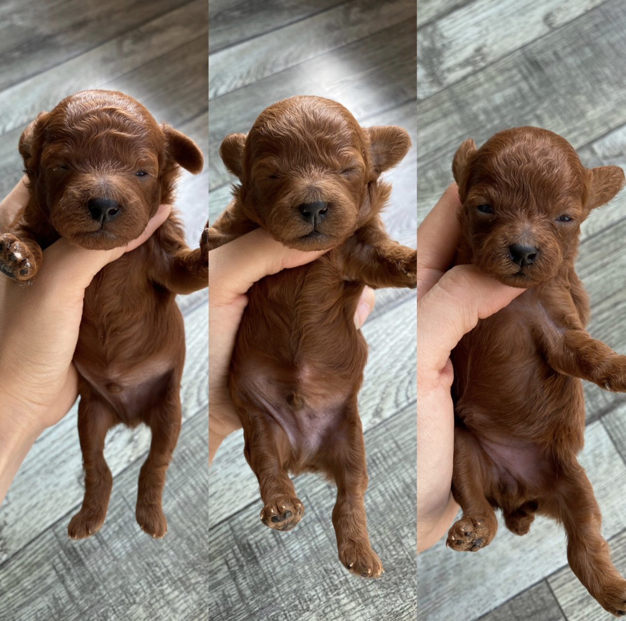 小体泰迪出生13天  开始睁眼啦～ 今天已经13天啦  晒晒太阳  保持