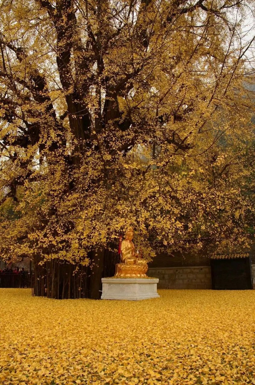 姜堰观音禅寺图片