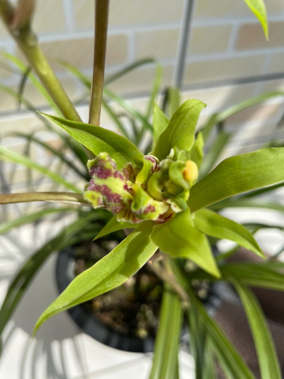 蕙兰绿牡丹,多瓣多舌狮子头奇花