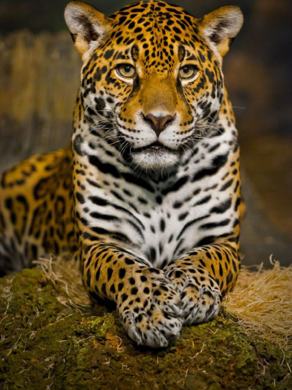 美洲豹 | 多水之地的蛰伏者 78名称:美洲豹 	 78拉丁学名