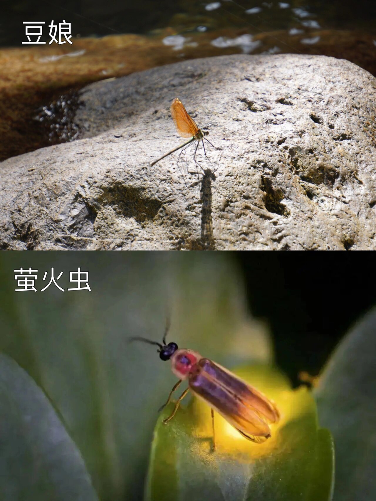 孩子们的暑假已悄悄过半 玩水,捉知了,吃西瓜,夜观昆虫… 夏天该做的