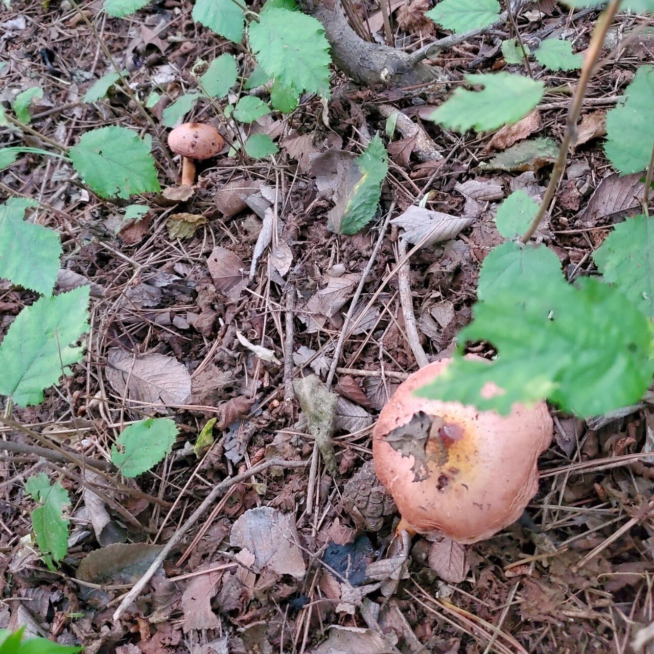 东北采蘑菇的季节终于到了!
