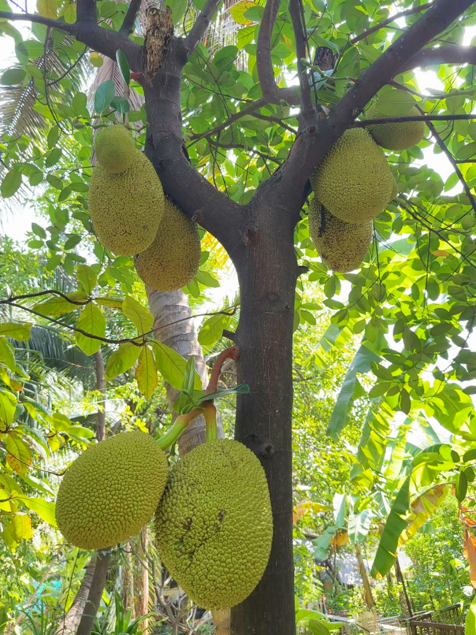 百年年树龄无花果(大叶榕) 泰国冬天 也可以多姿多彩,这应该是热带的