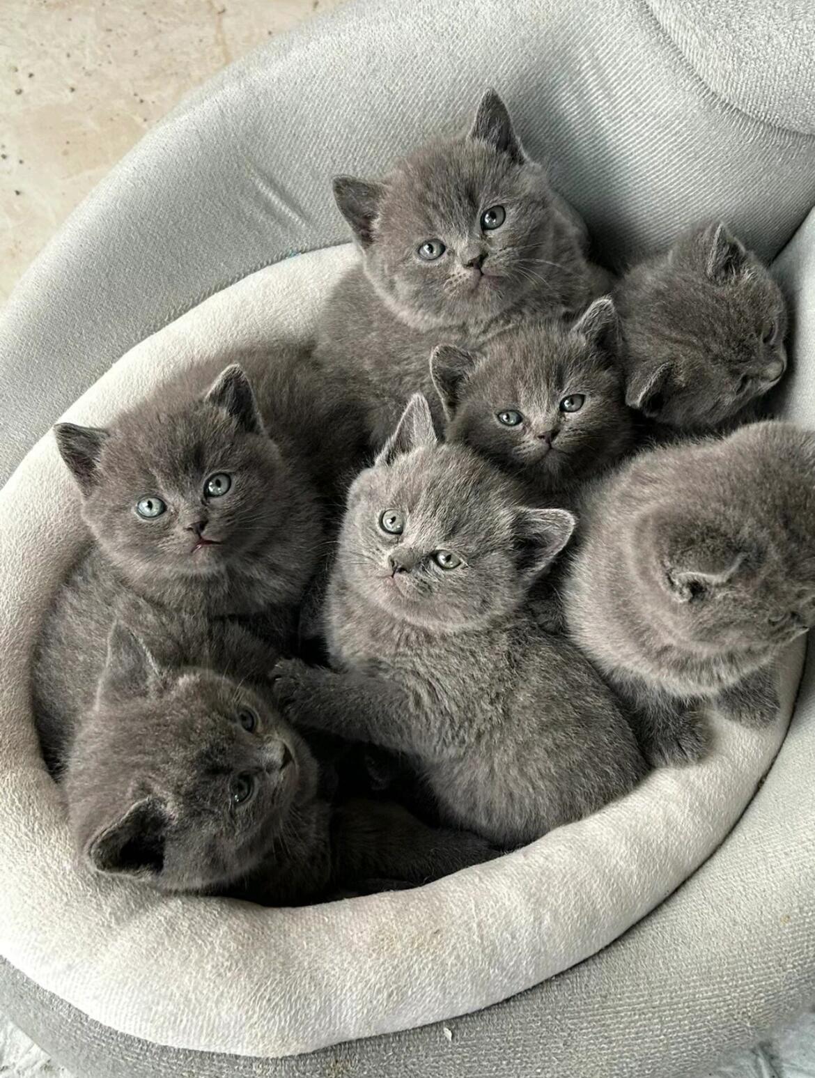 蓝猫幼猫两个月大700一只!