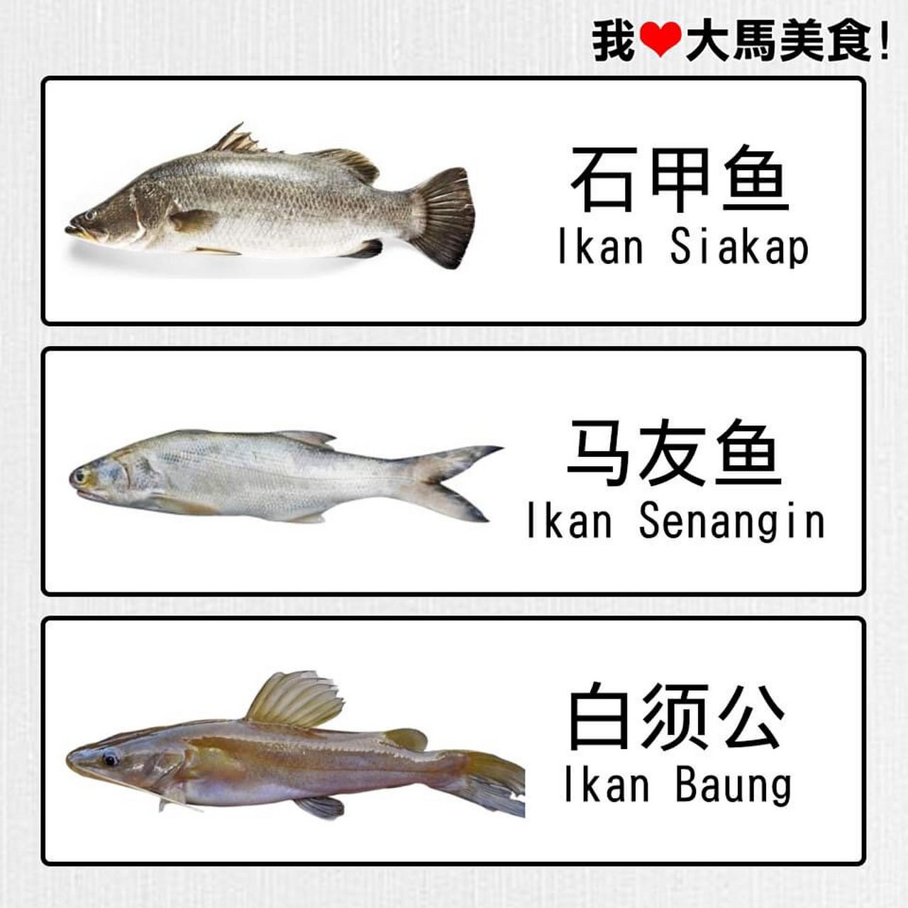 菜市场常见鱼类名称