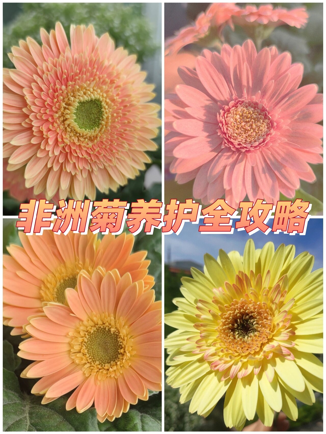 园艺干货 非洲菊养护全攻略
