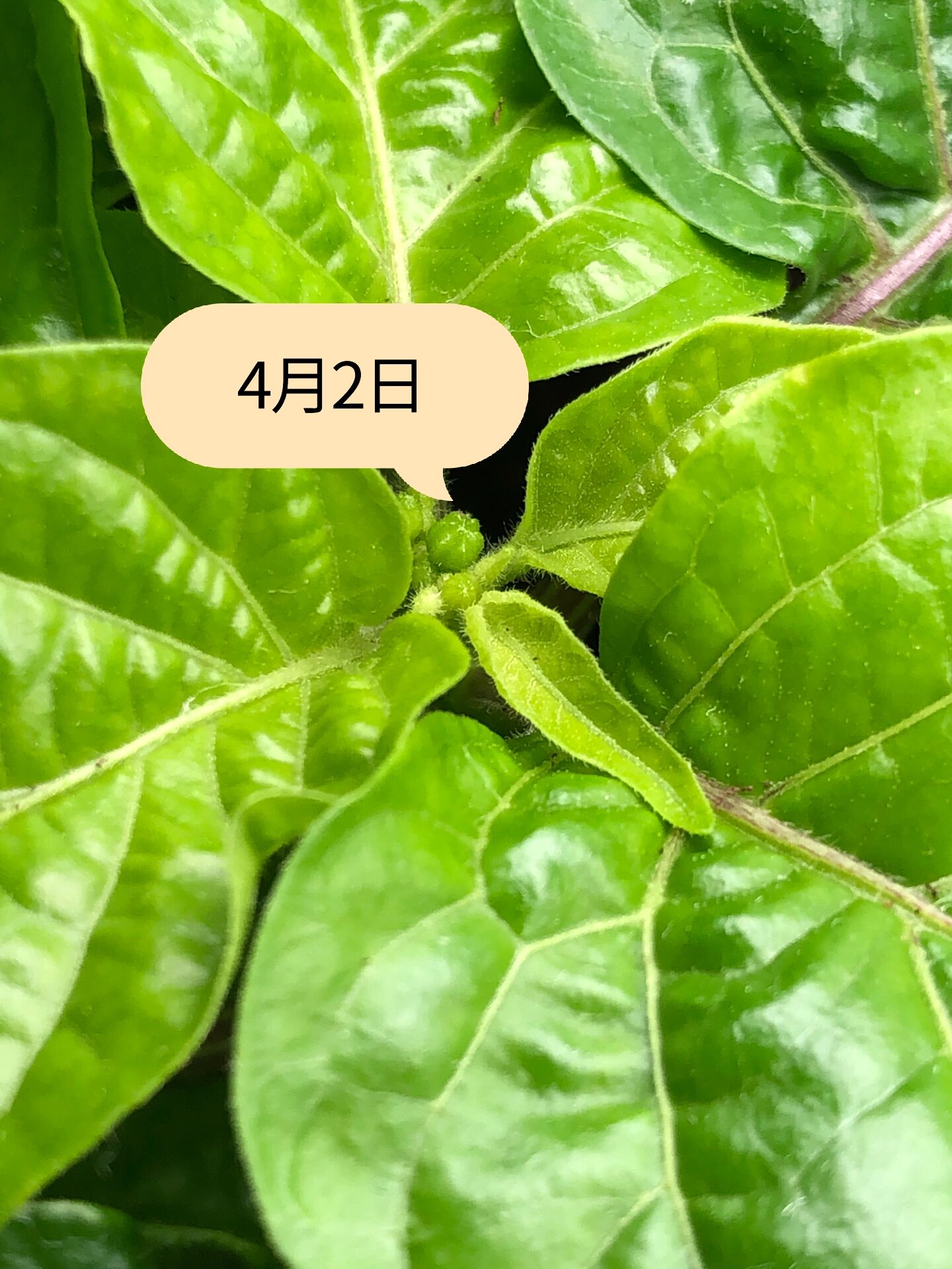 一棵哈瓦那辣椒的成长史 从2月23发芽🌱到6.