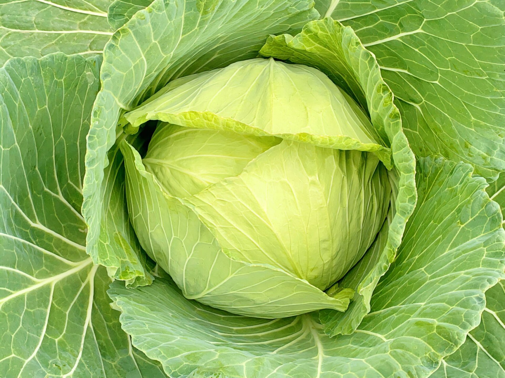 大头菜图片 02有一种菜,四季都有卖,被网友称为"内卷"的代名词,你