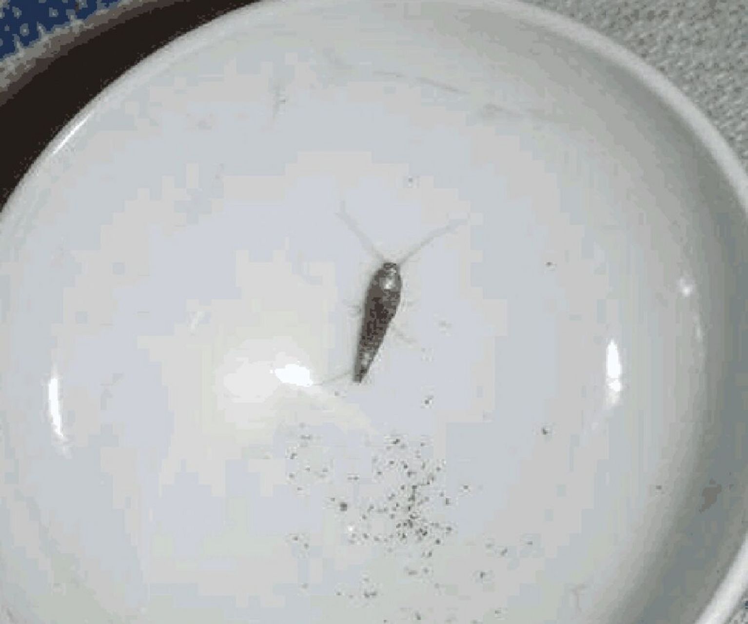 家里只要发现衣鱼虫就很多吗 衣鱼虫出现在家里后