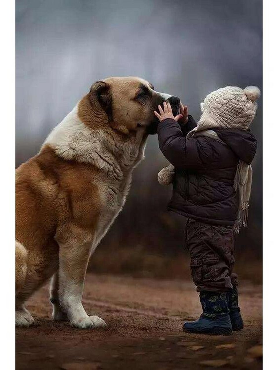 趣读文摘:人与动物的暖心故事(一) 1.