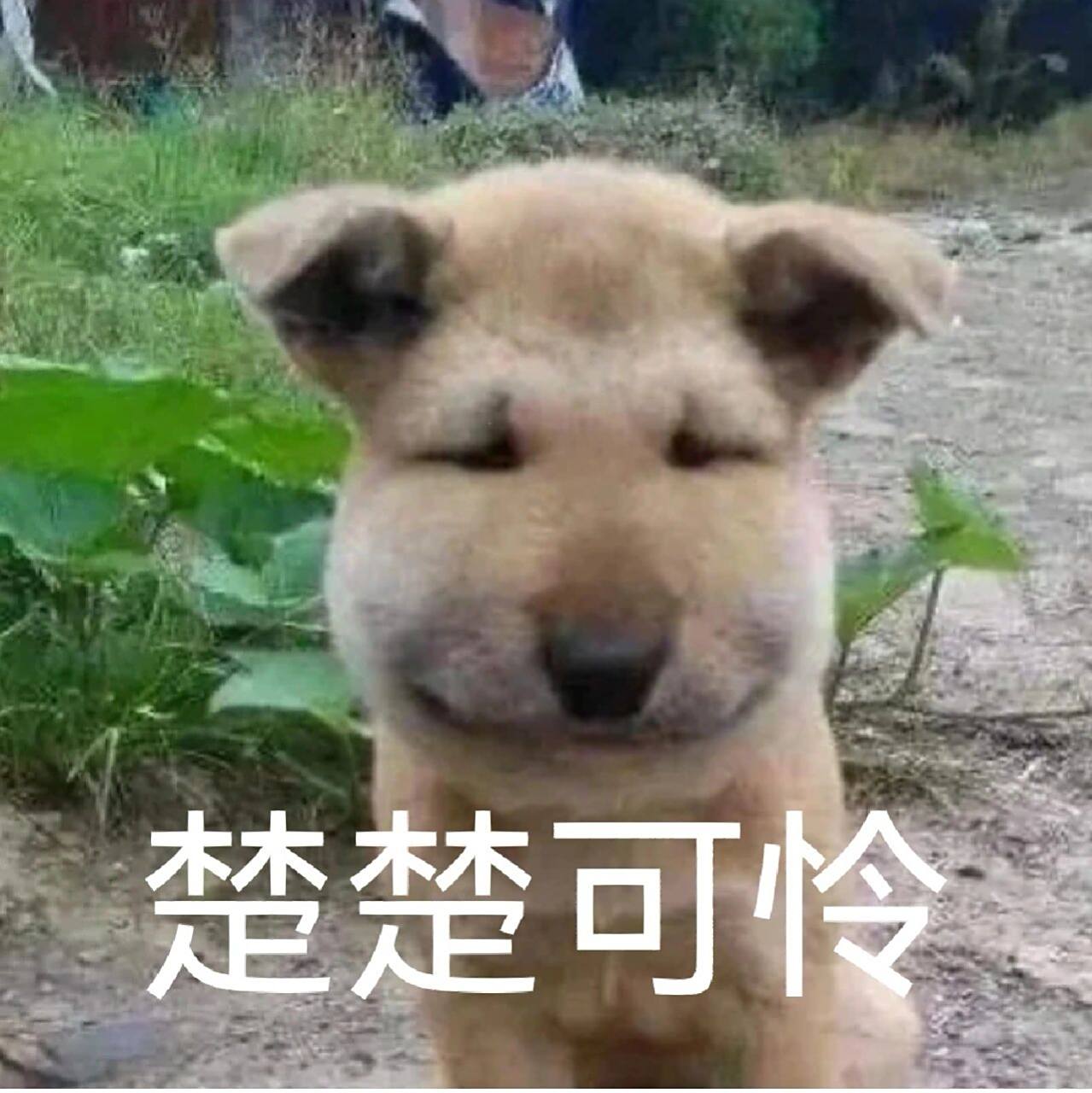 蜜蜂狗的表情包 蜜蜂狗真是太搞笑了吧!