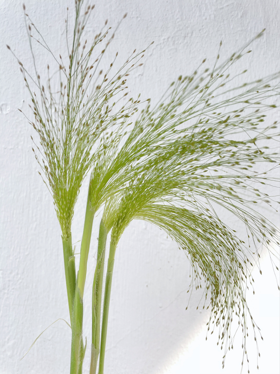 小众植物|像烟花一样的喷泉草 分享一个有趣的草系植物,它的造型和