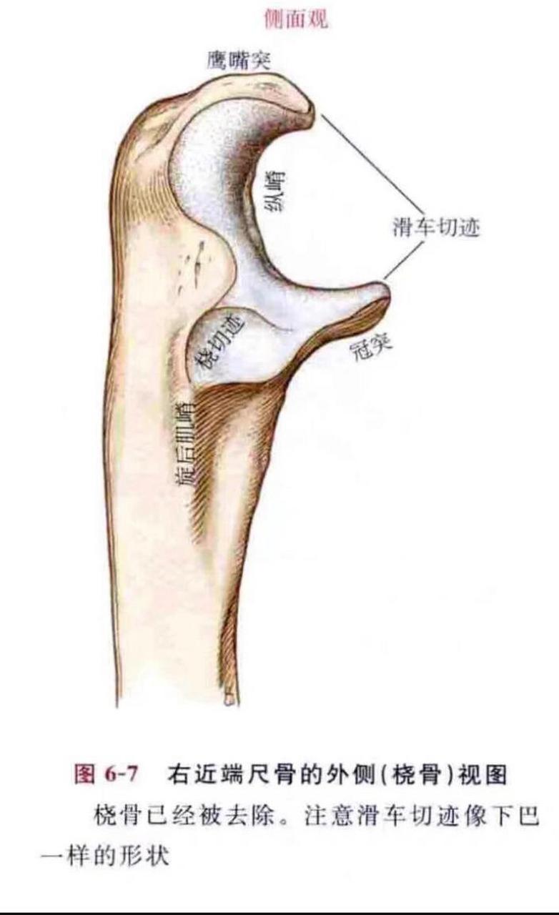 尺骨的解剖图图片
